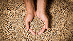 Hände greifen in viele Holzpellets.