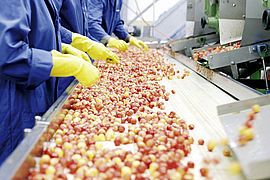 Mitarbeiterinnen stehen an einem Band und sortieren Kirschen aus