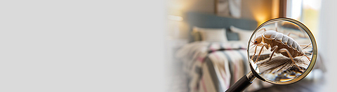 Milbe mit Lupe im Bett entdeckt